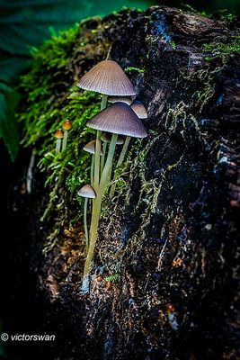 Langsteelfranjehoed - Psathyrella conopilus .JPG