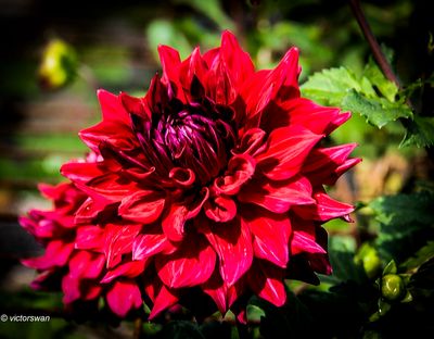 Dahlia-Zorro.JPG