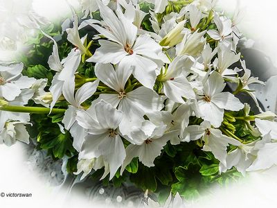 Geranium.JPG