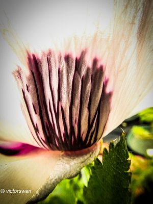 Papaver Oriental PizzicatoJPG