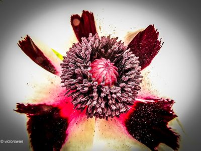 Papaver Oriental PizzicatoJPG