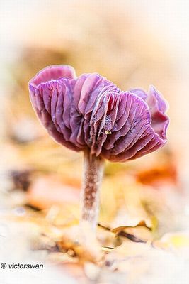 Amethistzwam - Laccaria amethystina.jpg