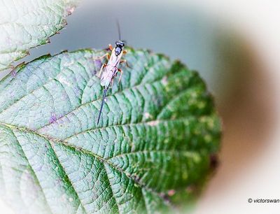 Ichneumonidae indet.JPG