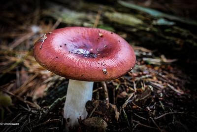 Braakrussula - Russula emetica.JPG