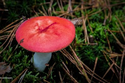 Braakrussula - Russula emetica.JPG