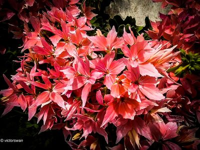 Geranium.JPG