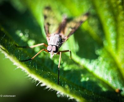 Gewone Snipvlieg Rhagio scolopaceus.JPG