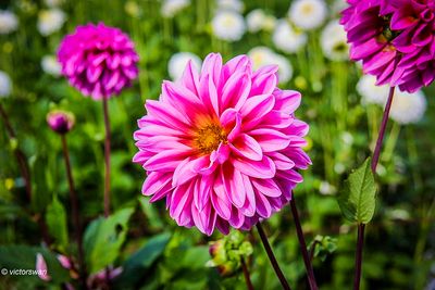 Dahlia-Lucky number.JPG