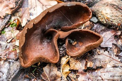 Donker hazenoor - Otidea bufonia .JPG