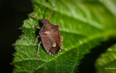 Zuidelijke Schildwants - Peribalus strictus.jpg