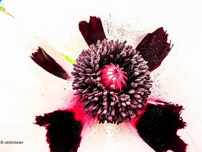 Papaver Oriental PizzicatoJPG