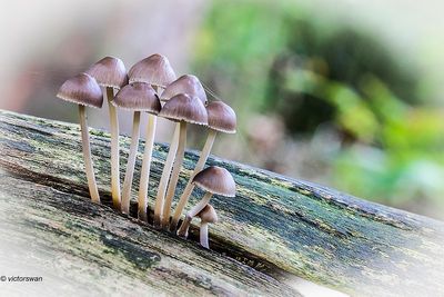 Fraaisteelmycena - Mycena inclinata.JPG
