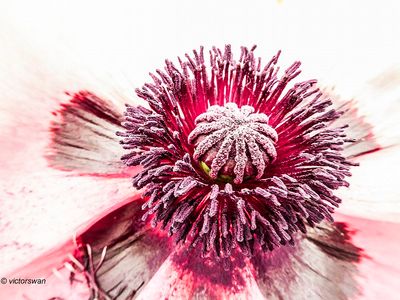 Papaver Oriental PizzicatoJPG