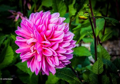 Dahlia-Lucky number.JPG