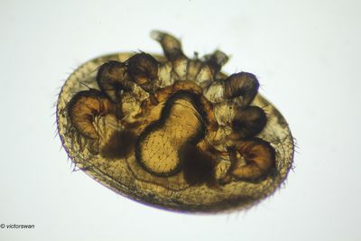 Varroamijt - Varroa destructor.JPG