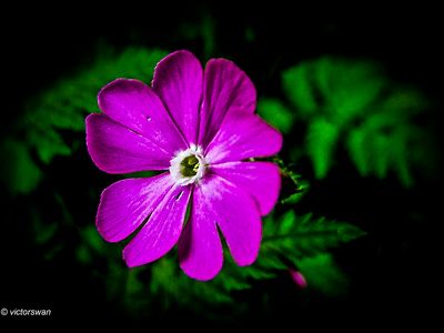 Dagkoekoeksbloem - Silene dioica.JPG