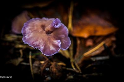 Amethistzwam - Laccaria amethystina .JPG