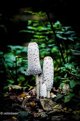 Geschubde inktzwam Coprinus comatus.JPG