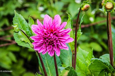 Dahlia-Lucky number.JPG