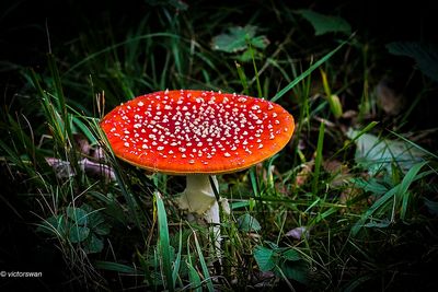 Vliegenzwam Amanita muscaria.JPG