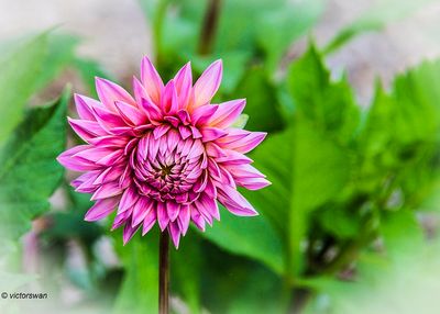 Dahlia-Lucky number.JPG