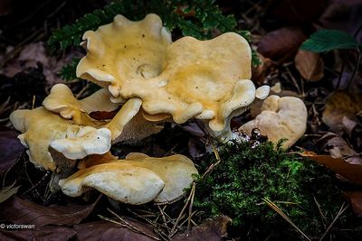 Gele stekelzwam - Hydnum repandum .JPG
