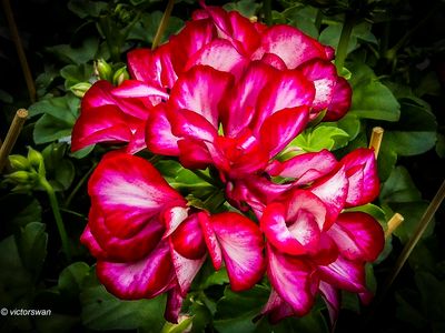 Geranium.JPG