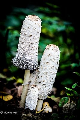 Geschubde inktzwam - Coprinus comatus .JPG