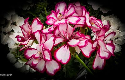 Geranium.JPG