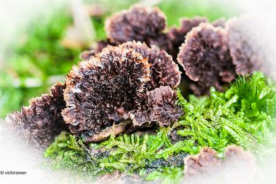 Gewone Franjezwam - Thelephora terrestris .JPG