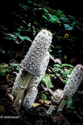 Geschubde inktzwam - Coprinus comatus .JPG
