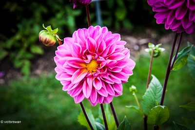 Dahlia-Lucky number.JPG