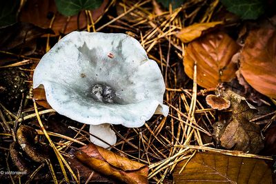 Groene anijstrechterzwam - Clitocybe odora.JPG