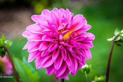 Dahlia-Lucky number.JPG