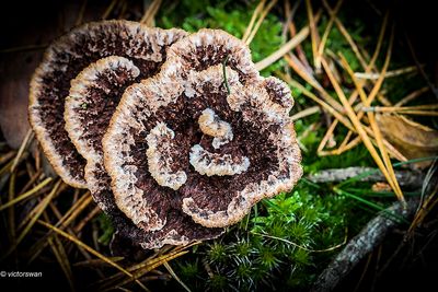 Gewone Franjezwam - Thelephora terrestris .JPG