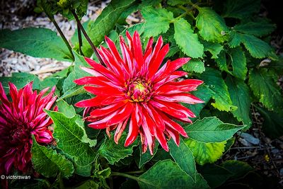 Dahlia-Selena.JPG