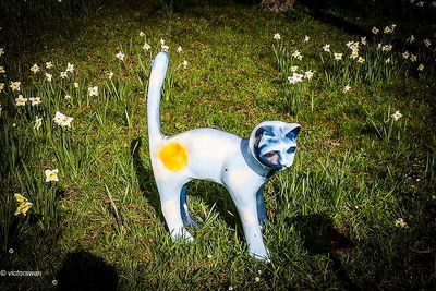 Opdorp 2024 cats.JPG