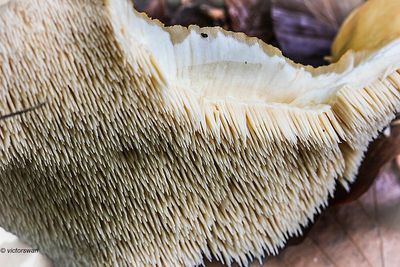 Gele stekelzwam - Hydnum repandum.JPG