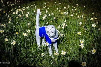 Opdorp 2024 cats.JPG