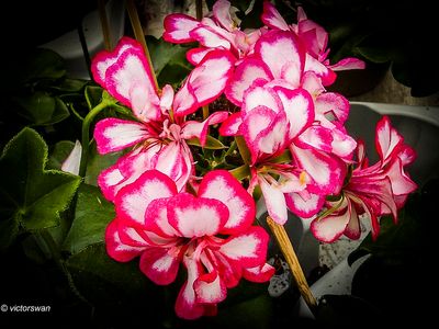 Geranium.JPG