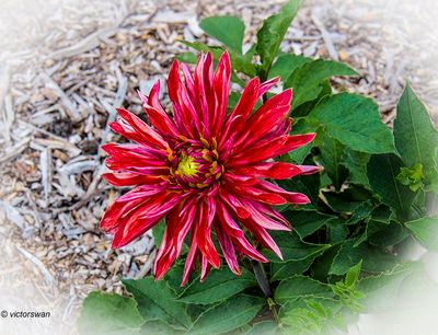 Dahlia-Selena.JPG
