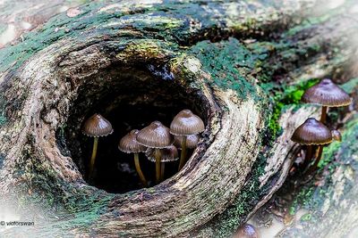 Fraaisteelmycena - Mycena inclinata.JPG