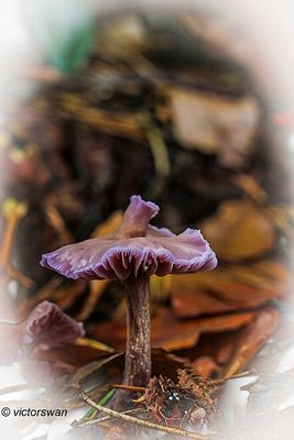 Amethistzwam - Laccaria amethystina .JPG