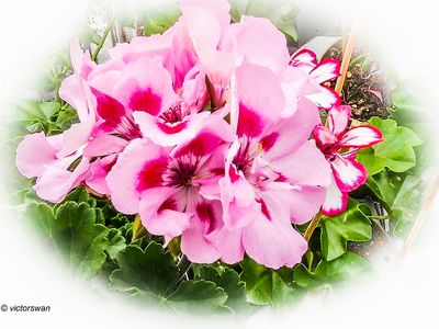 Geranium.JPG