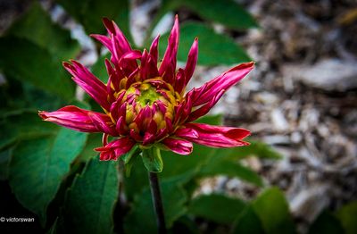 Dahlia-Selena.JPG