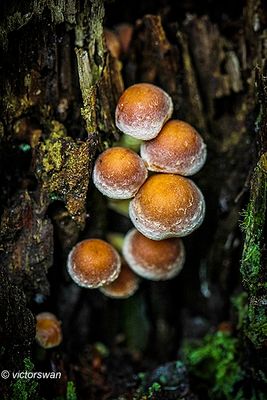 Rode zwavelkop - Hypholoma lateritium.JPG