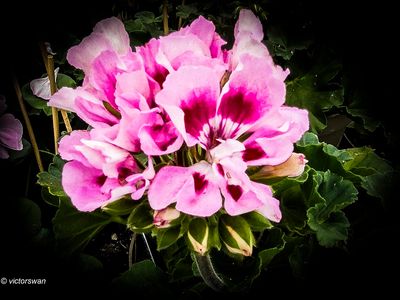 Geranium.JPG