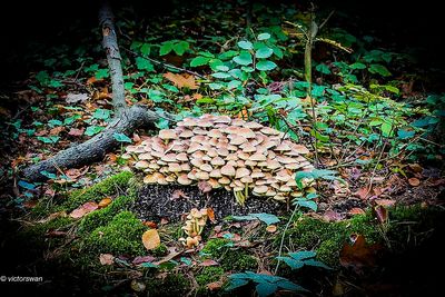 Gewone Zwavelkop - Hypholoma fasciculare.JPG