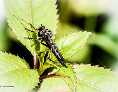 Bosrandroofvlieg - Neoitamus cyanurus.JPG