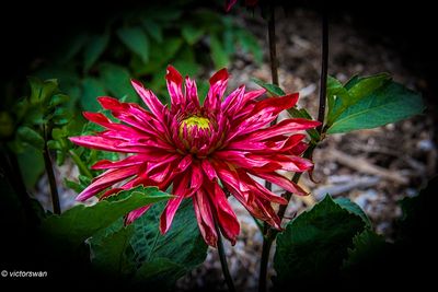 Dahlia-Selena.JPG